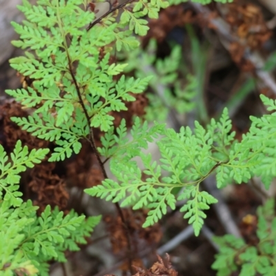 Cheilanthes austrotenuifolia (Rock Fern) at Beechworth, VIC - 15 Oct 2023 by KylieWaldon