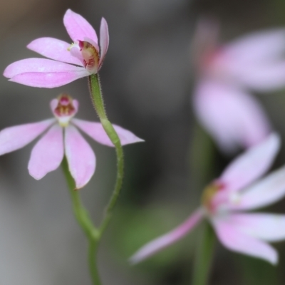 Caladenia carnea (Pink Fingers) at Beechworth, VIC - 14 Oct 2023 by KylieWaldon