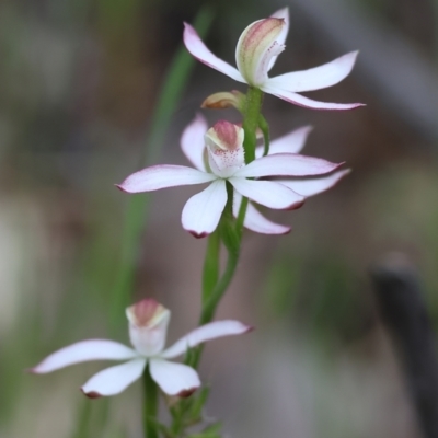 Caladenia moschata (Musky Caps) at Beechworth, VIC - 14 Oct 2023 by KylieWaldon