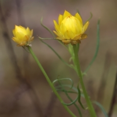 Xerochrysum viscosum (Sticky Everlasting) at Beechworth, VIC - 14 Oct 2023 by KylieWaldon