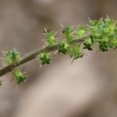 Acaena x ovina (Sheep's Burr) at Beechworth, VIC - 15 Oct 2023 by KylieWaldon