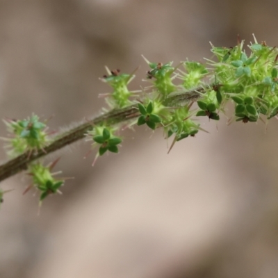 Acaena x ovina (Sheep's Burr) at Beechworth, VIC - 15 Oct 2023 by KylieWaldon