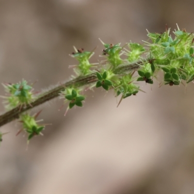 Unidentified Other Wildflower or Herb at Beechworth, VIC - 14 Oct 2023 by KylieWaldon