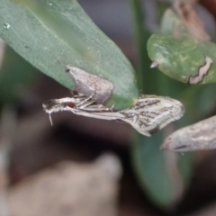 Thema protogramma (A concealer moth) at Murrumbateman, NSW - 15 Oct 2023 by SimoneC