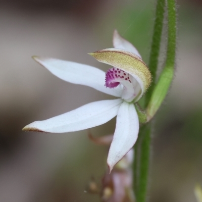 Caladenia moschata (Musky Caps) at Beechworth, VIC - 14 Oct 2023 by KylieWaldon