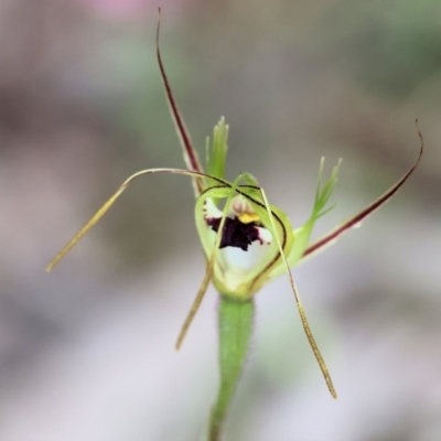 Caladenia tentaculata (Fringed Spider Orchid) at Beechworth, VIC - 14 Oct 2023 by KylieWaldon