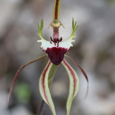 Caladenia tentaculata (Fringed Spider Orchid) at Beechworth, VIC - 15 Oct 2023 by KylieWaldon