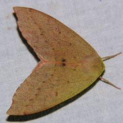 Arhodia lasiocamparia (Pink Arhodia) at Sheldon, QLD - 21 Sep 2007 by PJH123