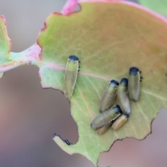 Paropsisterna m-fuscum (Eucalyptus Leaf Beetle) at Beechworth, VIC - 15 Oct 2023 by KylieWaldon