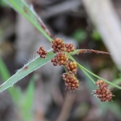 Luzula densiflora (Dense Wood-rush) at Beechworth, VIC - 14 Oct 2023 by KylieWaldon