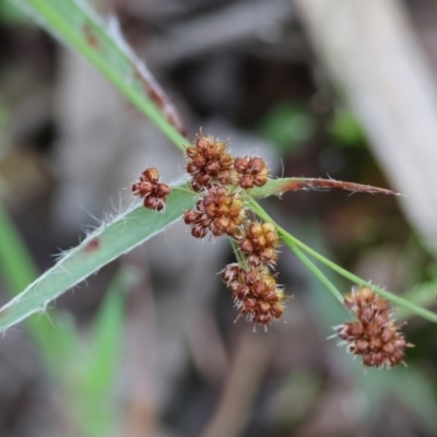 Luzula densiflora (Dense Wood-rush) at Beechworth, VIC - 15 Oct 2023 by KylieWaldon