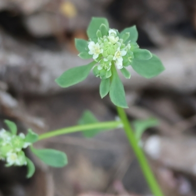 Poranthera microphylla (Small Poranthera) at Beechworth, VIC - 15 Oct 2023 by KylieWaldon