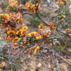 Dillwynia sericea (Egg And Bacon Peas) at Nicholls, ACT - 13 Oct 2023 by gavinlongmuir