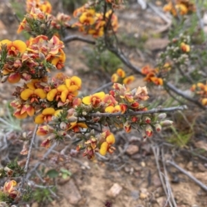 Dillwynia sericea at Nicholls, ACT - 14 Oct 2023 09:31 AM