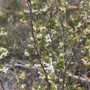 Brachyloma daphnoides at Nicholls, ACT - 14 Oct 2023