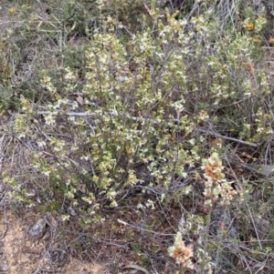 Brachyloma daphnoides at Nicholls, ACT - 14 Oct 2023