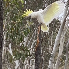 Cacatua galerita (Sulphur-crested Cockatoo) at Nicholls, ACT - 13 Oct 2023 by gavinlongmuir