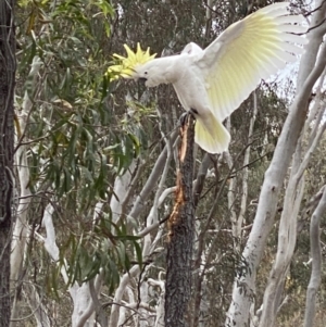 Cacatua galerita at Nicholls, ACT - 14 Oct 2023