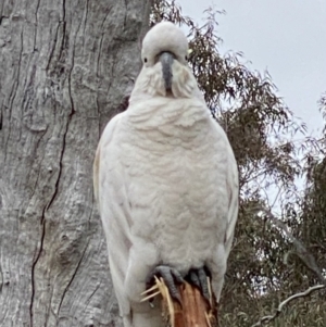 Cacatua galerita at Nicholls, ACT - 14 Oct 2023