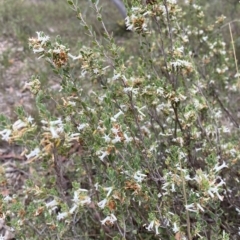 Brachyloma daphnoides (Daphne Heath) at Nicholls, ACT - 13 Oct 2023 by gavinlongmuir