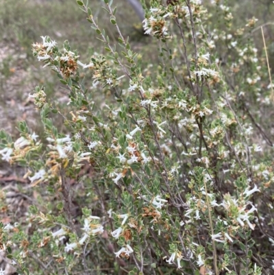 Brachyloma daphnoides (Daphne Heath) at Percival Hill - 13 Oct 2023 by gavinlongmuir