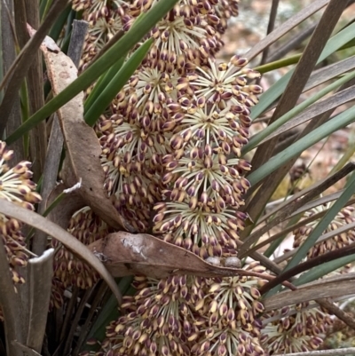 Lomandra multiflora (Many-flowered Matrush) at Percival Hill - 13 Oct 2023 by gavinlongmuir