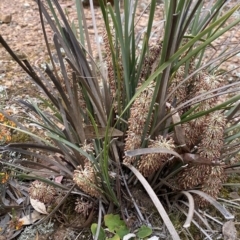 Lomandra multiflora at Nicholls, ACT - 14 Oct 2023