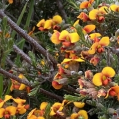 Dillwynia sericea (Egg And Bacon Peas) at Percival Hill - 13 Oct 2023 by gavinlongmuir