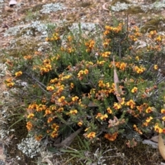 Dillwynia sericea at Nicholls, ACT - 14 Oct 2023