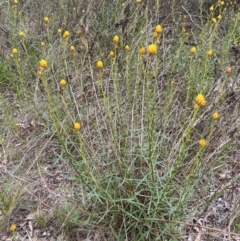 Xerochrysum viscosum (Sticky Everlasting) at Nicholls, ACT - 13 Oct 2023 by gavinlongmuir