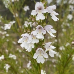 Prostanthera nivea (Snowy Mint-bush) at Percival Hill - 13 Oct 2023 by gavinlongmuir