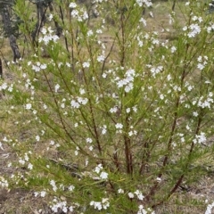 Prostanthera nivea at Nicholls, ACT - 14 Oct 2023