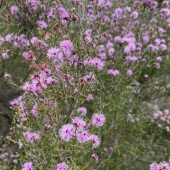 Kunzea parvifolia (Violet Kunzea) at Percival Hill - 13 Oct 2023 by gavinlongmuir