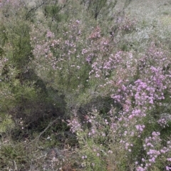 Kunzea parvifolia at Nicholls, ACT - 14 Oct 2023