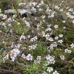 Gaudium multicaule (Teatree) at Nicholls, ACT - 13 Oct 2023 by gavinlongmuir