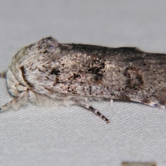 Cryptophasa irrorata (A Gelechioid moth (Xyloryctidae)) at Sheldon, QLD - 21 Sep 2007 by PJH123