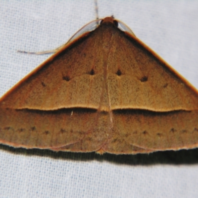 Epidesmia chilonaria (Golden-winged Epidesmia) at Sheldon, QLD - 21 Sep 2007 by PJH123