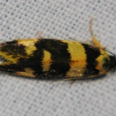 Eulechria (genus) (A Concealer moth (Eulechria group)) at Sheldon, QLD - 21 Sep 2007 by PJH123