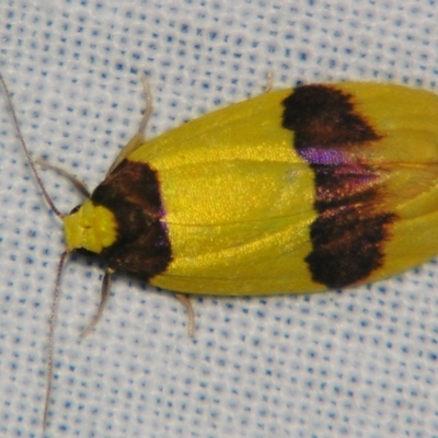 Heterallactis euchrysa (Lithosiinae) at Sheldon, QLD - 21 Sep 2007 by PJH123