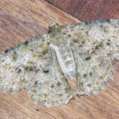 Hypodoxa conspurcata (A Textured emerald) at Sheldon, QLD - 21 Sep 2007 by PJH123