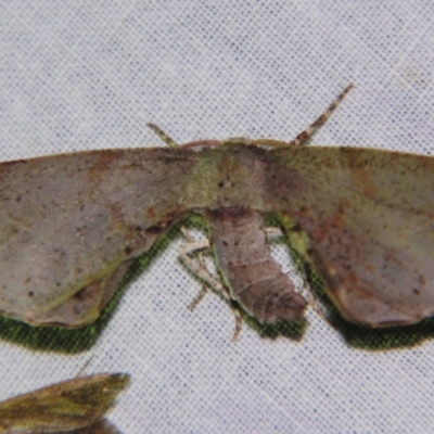 Parepisparis excusata (Marbled Twisted Moth) at Sheldon, QLD - 21 Sep 2007 by PJH123