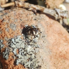 Maratus chrysomelas (Variable Peacock Spider) at Berridale, NSW - 11 Oct 2023 by Harrisi