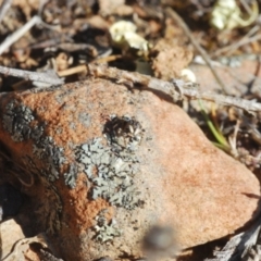 Maratus chrysomelas at Berridale, NSW - 11 Oct 2023