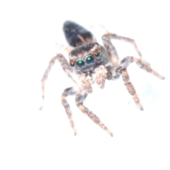 Maratus proszynskii (Peacock spider) at Berridale, NSW - 11 Oct 2023 by Harrisi