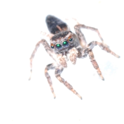 Maratus proszynskii (Peacock spider) at Berridale, NSW - 11 Oct 2023 by Harrisi