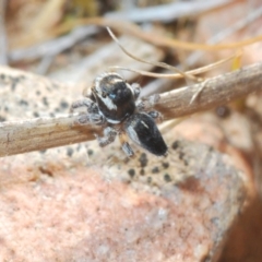 Maratus proszynskii at Berridale, NSW - 11 Oct 2023