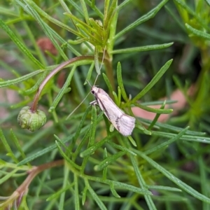 Philobota undescribed species near arabella at Holder, ACT - 15 Oct 2023 11:45 AM