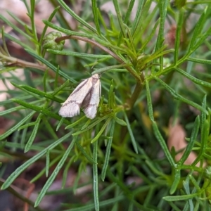 Philobota undescribed species near arabella at Holder, ACT - 15 Oct 2023 11:45 AM