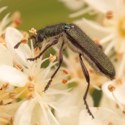 Eleale simplex (Clerid beetle) at Sullivans Creek, Turner - 15 Oct 2023 by ConBoekel