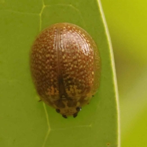 Paropsisterna decolorata at Turner, ACT - 15 Oct 2023